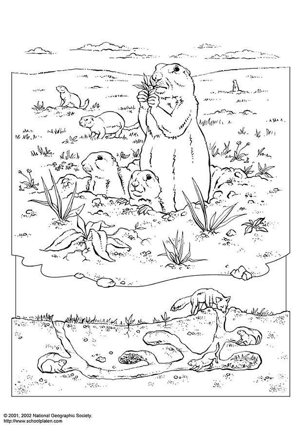 Coloring page prairie dog