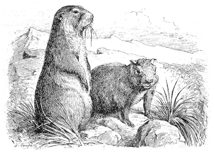 Coloring page prarie dogs