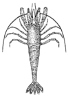 Coloring pages prawn