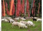 Photo prayer flags 2