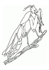 Coloring pages praying mantis