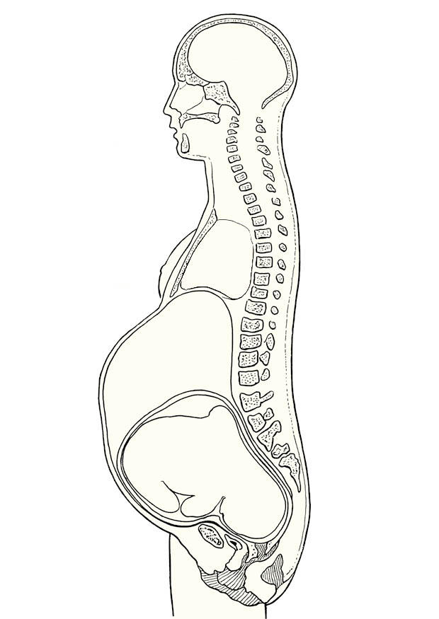 Coloring page Pregnancy cross section