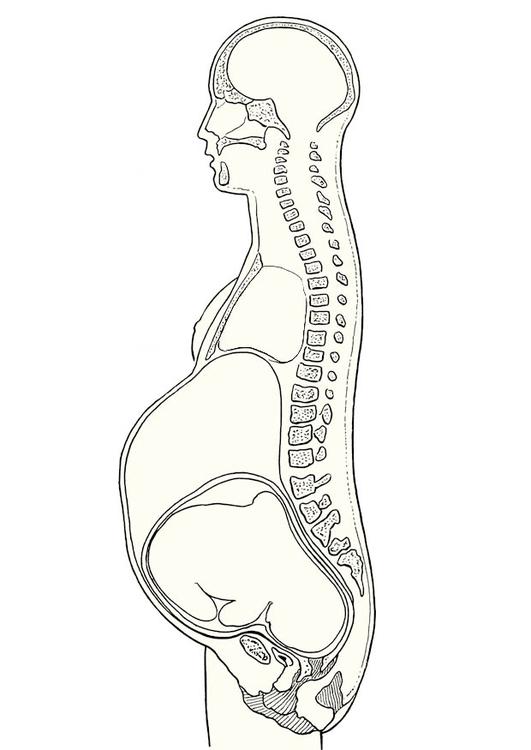 Pregnancy cross section