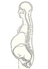 Coloring pages Pregnancy cross section