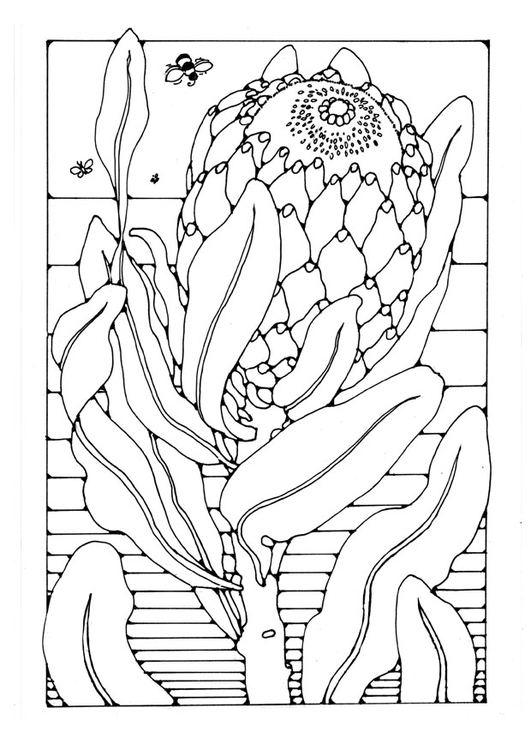Coloring page protea