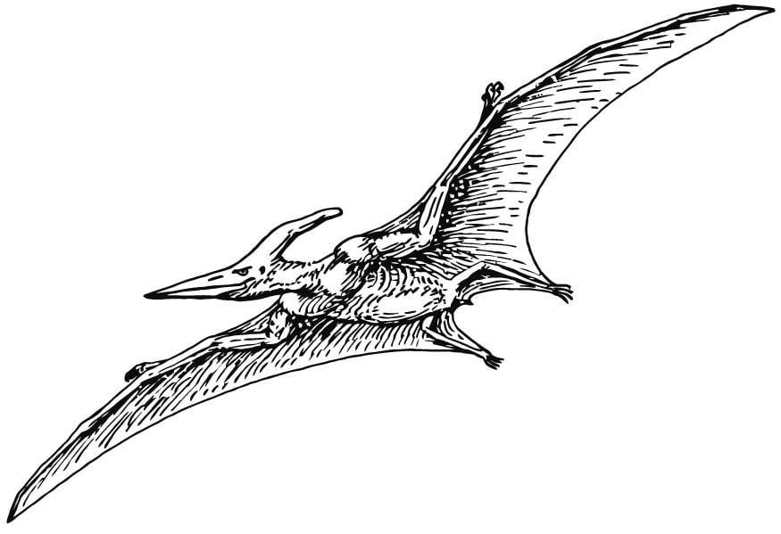 Pterodactyl - Coloring Page (Dinosaurs)