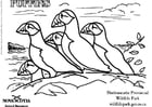 Coloring page puffins