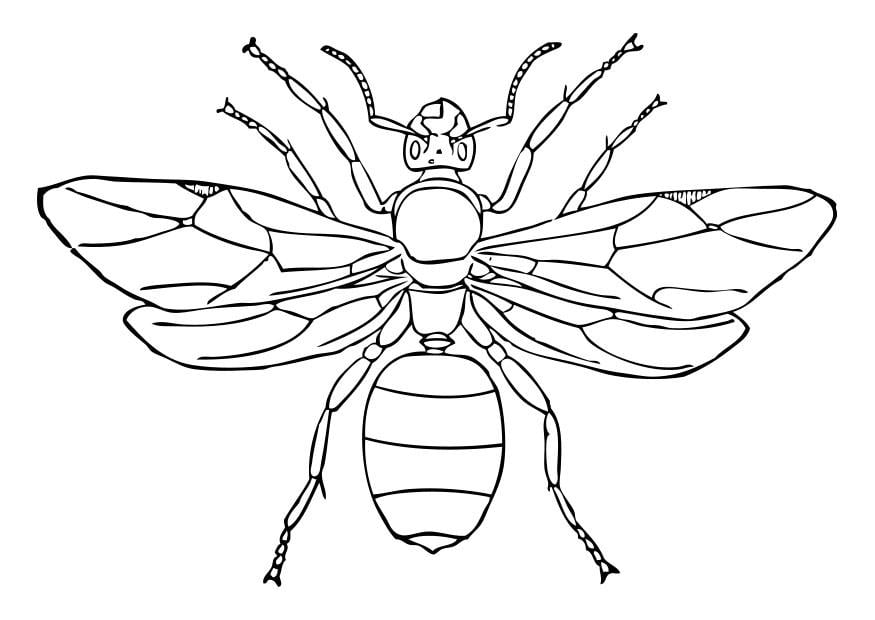 Coloring page queen ant
