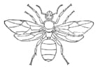Coloring pages queen ant