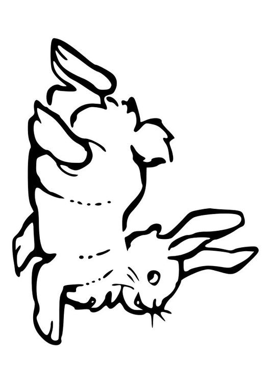 rabbit