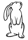 Coloring pages rabbit