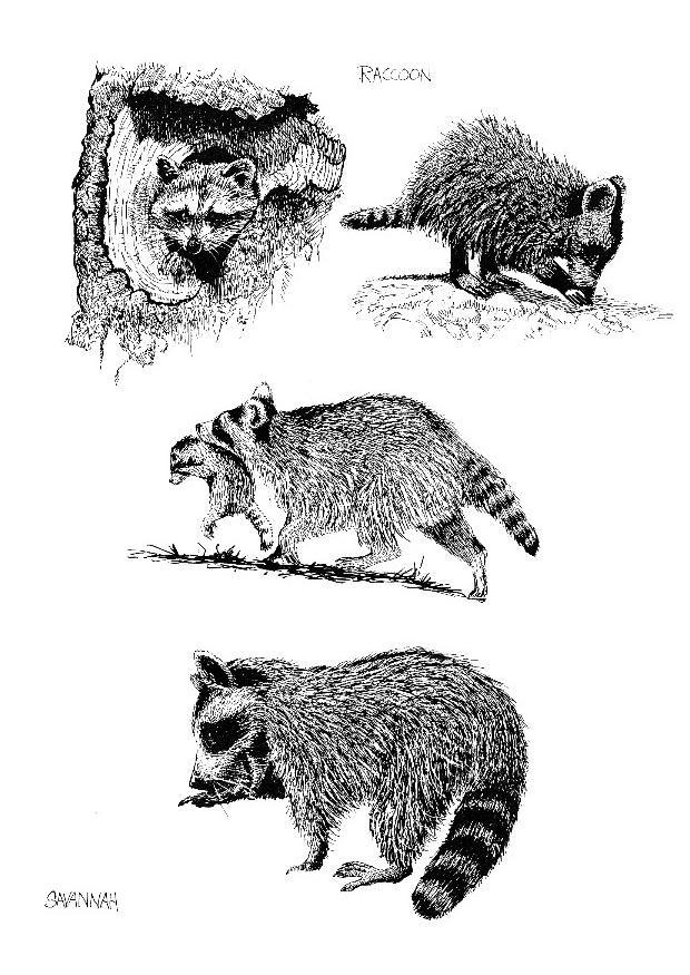 Coloring page racoon