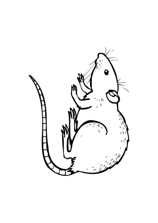 rat