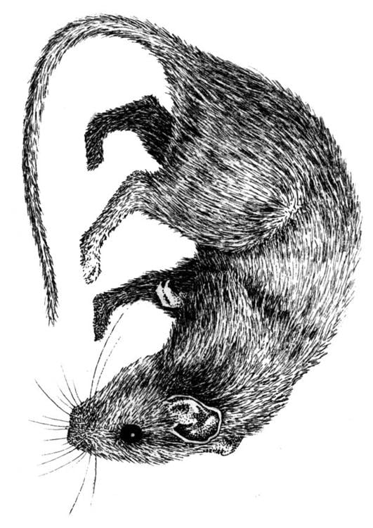 rat