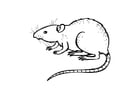 Coloring page rat