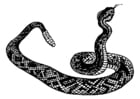 Coloring pages Rattlesnake