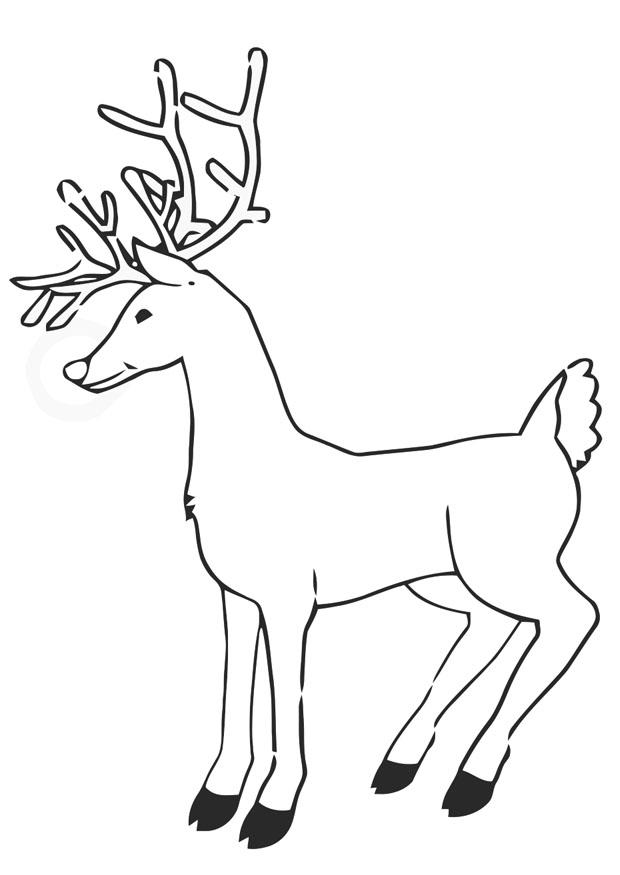 Coloring page reindeer