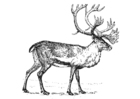 Coloring page reindeer