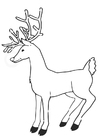 Coloring pages reindeer