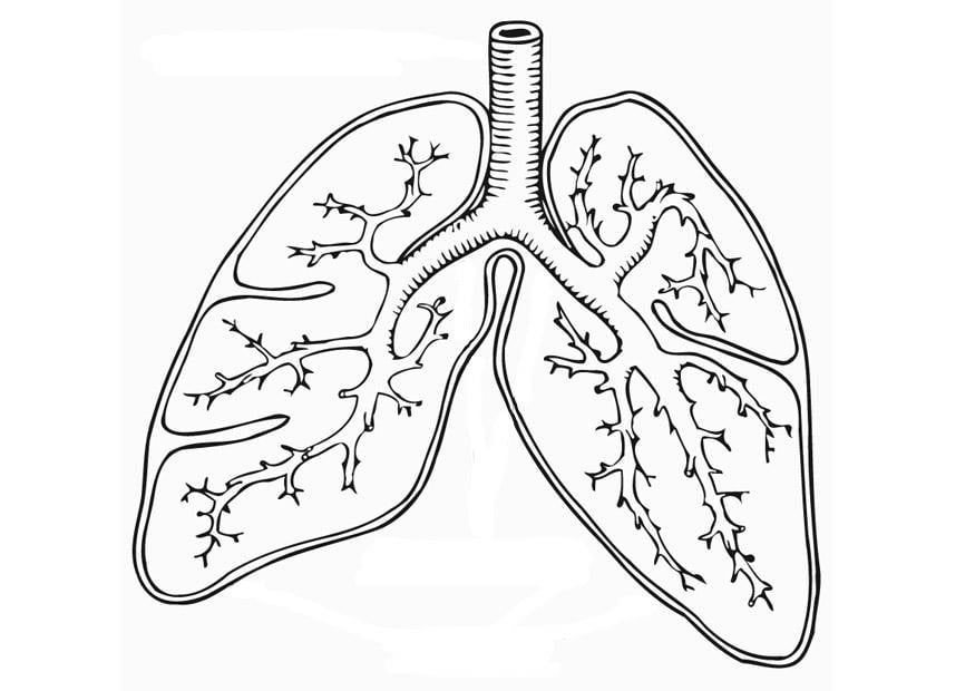 Coloring page respiratory system