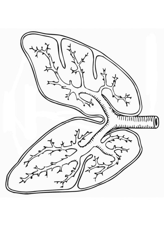 respiratory system