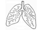 Coloring page respiratory system