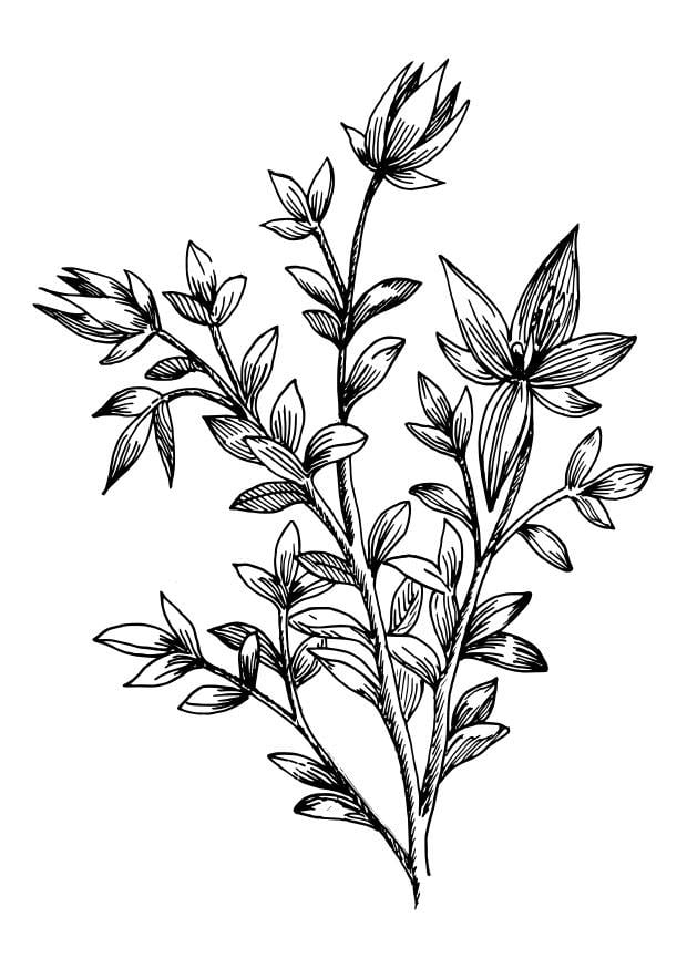 Coloring Page rhatany free printable coloring pages
