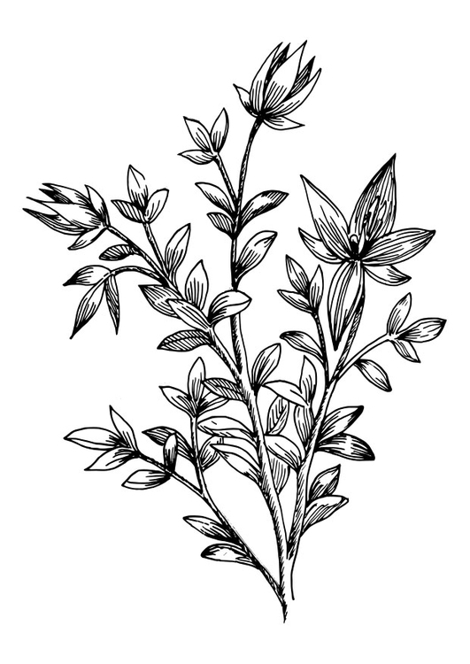 Coloring Page rhatany - free printable coloring pages - Img 27414