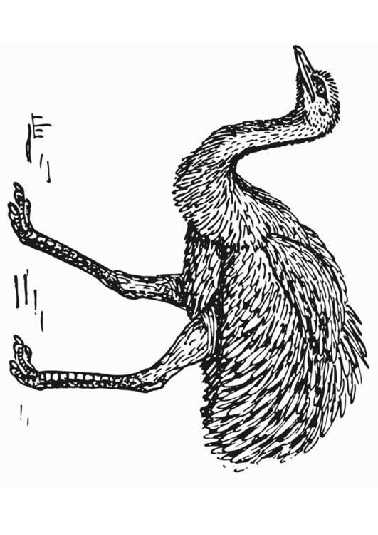 Rhea - Ostrich