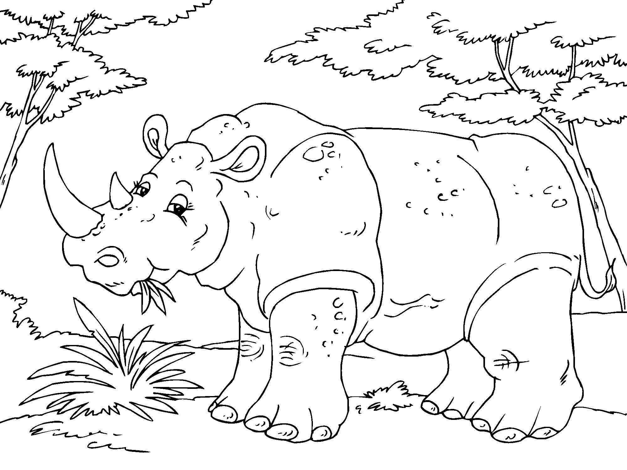 Coloring page rhinoceros