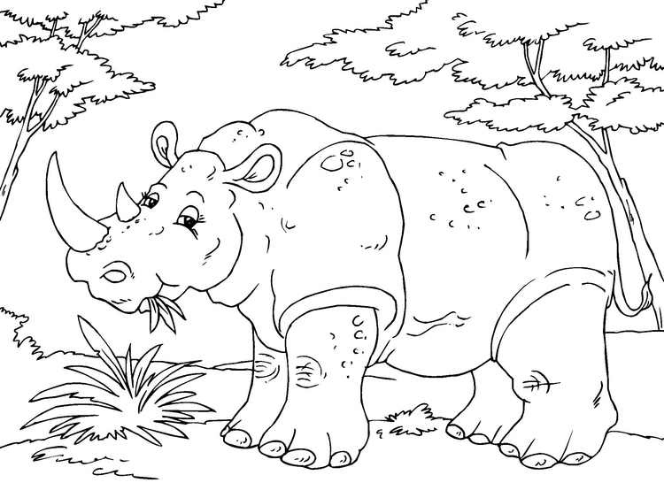 Coloring page rhinosceros
