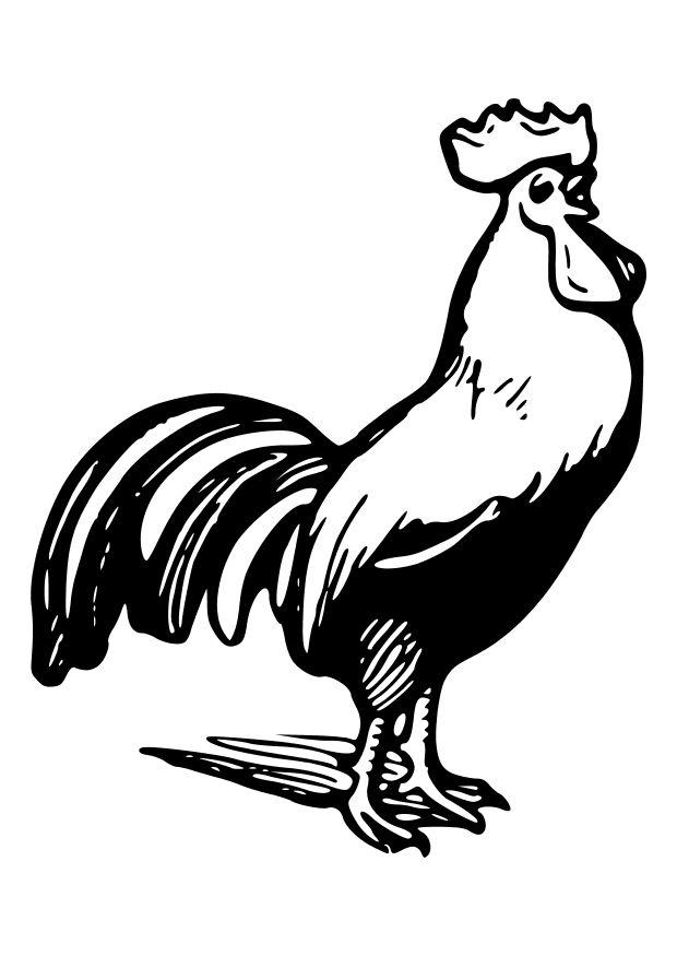 Coloring page rooster