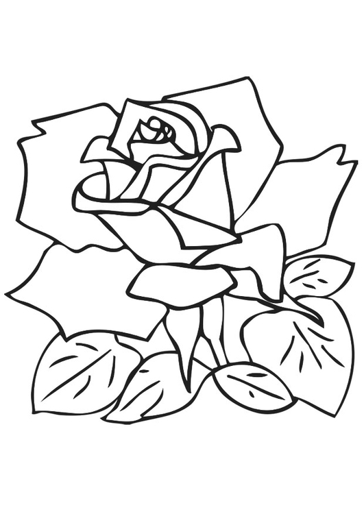 Coloring page rose