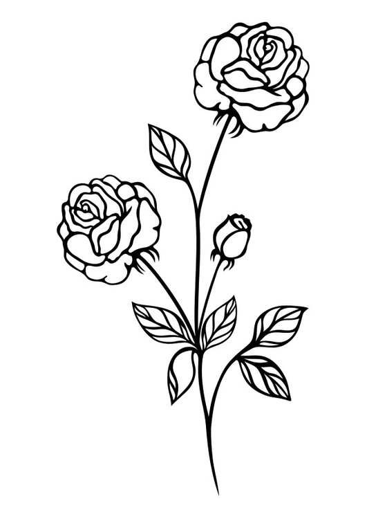 Coloring page rose