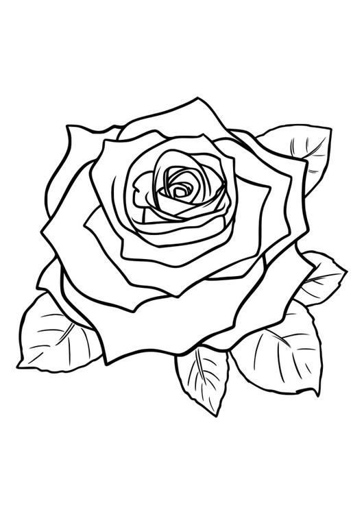 rose