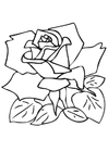 Coloring page rose