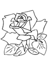 Coloring pages rose