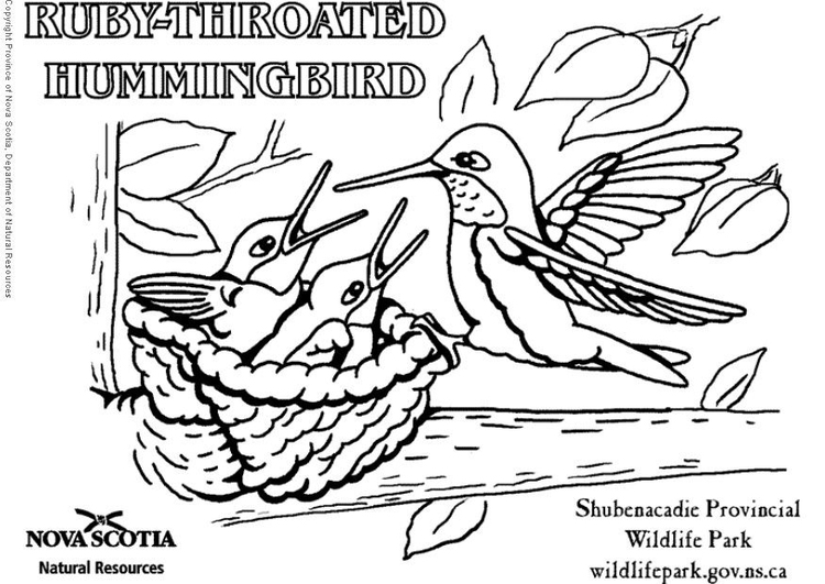 Coloring page ruby-throated hummingbird