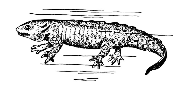Coloring Page Salamander Free Printable Coloring Pages