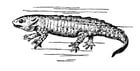 Coloring page salamander