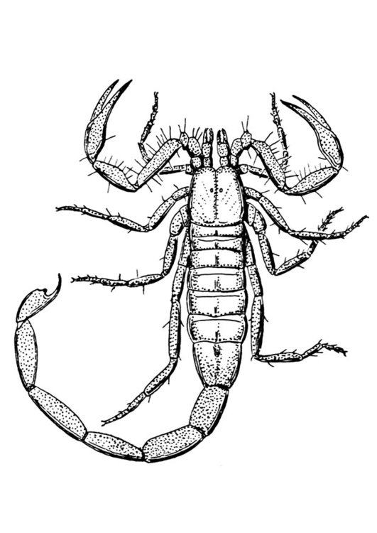 Download Coloring Page scorpion - free printable coloring pages - Img 12921