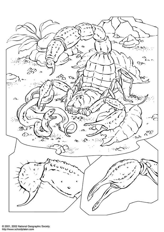 free printable scorpion coloring pages