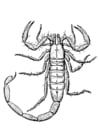 Coloring pages scorpion