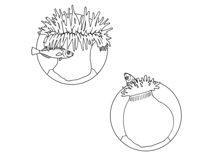 Coloring page sea anenome eats fish