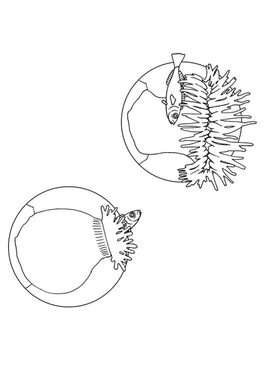 sea anenome eats fish