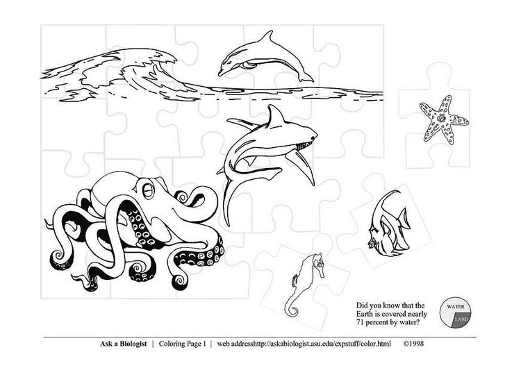 Coloring page sea life