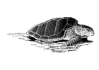 sea turtle