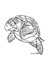 Coloring pages sea turtle