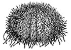 Coloring pages sea urchin