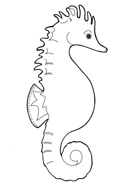 seahorse